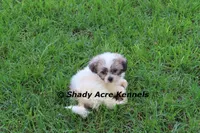 McCavity, a male Shichon for sale in Macon, GA – 8 of 9