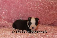 Madeline--ready to go 11-2, a male Boston Terrier for sale in Macon, GA – 4 of 7