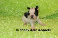 Indago--Splash with a Haggerty Spot, a male Boston Terrier for sale in Macon, GA – 4 of 5