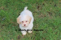 Rolanda, a female Havamalt for sale in Macon, GA – 9 of 9