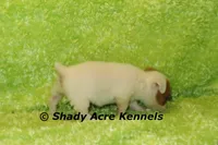 Shorty Android, a male Jack Russell Terrier for sale in Macon, GA – 4 of 10
