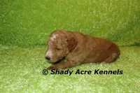 F1b MINI Landon--average weight 30lbs, a male Miniature Goldendoodle for sale in Macon, GA – 2 of 9