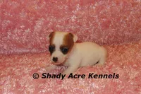 Anagi, a female Jack Russell Terrier for sale in Macon, GA – 5 of 9