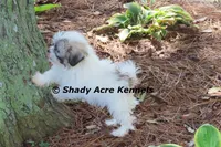 McCavity, a male Shichon for sale in Macon, GA – 3 of 9