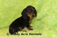 Dapple Yates, a male Miniature Dachshund for sale in Macon, GA – 10 of 10