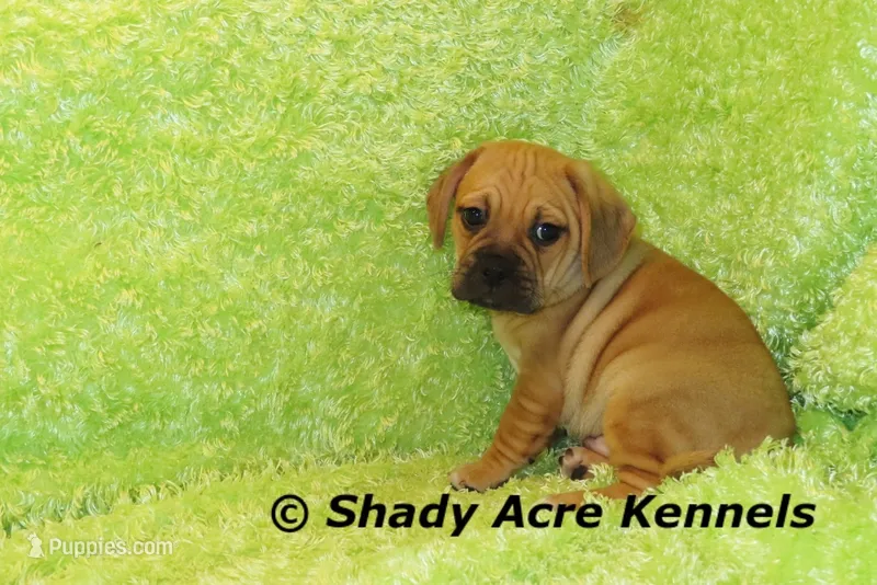 Benji – Puggle puppy for sale in Macon, GA
