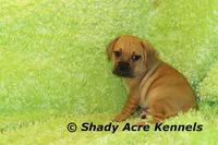 Benji, a male Puggle for sale in Macon, GA – 1 of 7