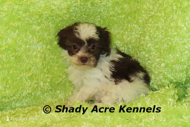 RobinHood – Havamalt puppy for sale in Macon, GA