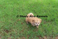 Gironimo, a male Mal Shi for sale in Macon, GA – 6 of 7