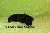 William, a male Shihpoo for sale in Macon, GA – 5 of 5