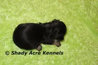 Lochlan, a male Miniature Dachshund for sale in Macon, GA – 4 of 4
