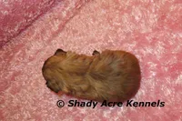 Gibby, a female Mal Shi for sale in Macon, GA – 2 of 5