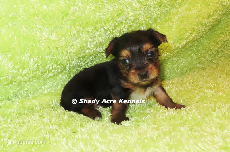 Blockjack-both parents are <5 lbs. – Yorkshire Terrier puppy for sale in Macon, GA