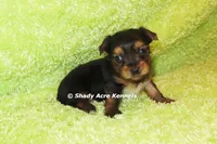 Blockjack-both parents are <5 lbs., a male Yorkshire Terrier for sale in Macon, GA – 1 of 7