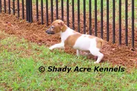 Ely, a male Jack Russell Terrier for sale in Macon, GA – 2 of 9