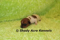 Smooth Shorty Chetan, a male Jack Russell Terrier for sale in Macon, GA – 2 of 5