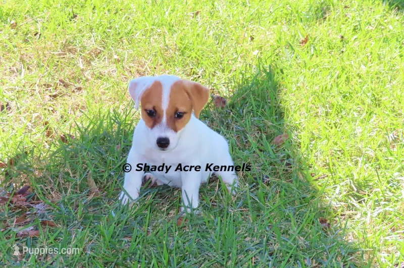 Shorty Android – Jack Russell Terrier puppy for sale in Macon, GA