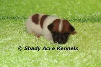 Smooth Shorty Cheff, a male Jack Russell Terrier for sale in Macon, GA – 5 of 5