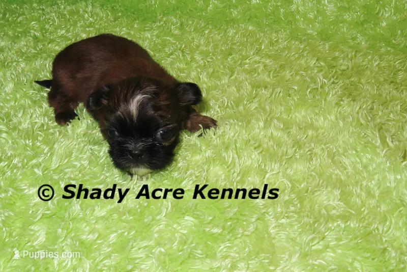 Teeny Queckers – Shih Tzu puppy for sale in Macon, GA