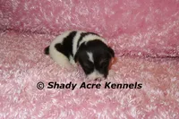 Melina, a female Jack Russell Terrier for sale in Macon, GA – 4 of 5