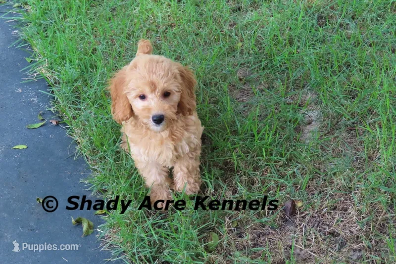 F1b MINI Lathy--average weight 30lbs – Miniature Goldendoodle puppy for sale in Macon, GA