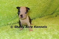 Magnet--ready to go 11-2, a male Boston Terrier for sale in Macon, GA – 7 of 7