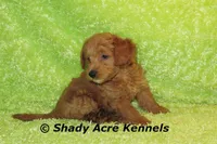 F1b MINI Laroy--average weight 30lbs, a male Miniature Goldendoodle for sale in Macon, GA – 4 of 8