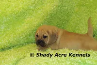 Bear, a male Puggle for sale in Macon, GA – 6 of 8