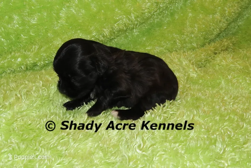 William – Shihpoo puppy for sale in Macon, GA