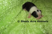 Index-with a Haggarty Spot, a male Miniature Goldendoodle for sale in Macon, GA – 2 of 4