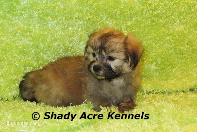 Gilvan – Mal Shi puppy for sale in Macon, GA