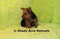 Frederick--5lbs, a male Yorkshire Terrier for sale in Macon, GA – 2 of 7