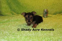 SeaBreeze--AKC reg available, a male Yorkshire Terrier for sale in Macon, GA – 4 of 8