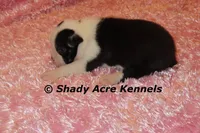 Haggerty Dot Ina, a female Miniature Goldendoodle for sale in Macon, GA – 3 of 6