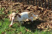 Yang-Parent pics too, a male Miniature Dachshund for sale in Macon, GA – 5 of 10