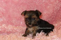 AKC Bugundy, a female Yorkshire Terrier for sale in Macon, GA – 2 of 6