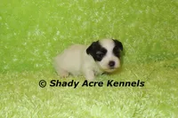 Gineral, a male Mal Shi for sale in Macon, GA – 5 of 8