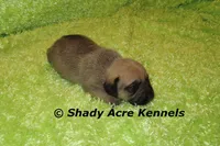 Benji, a male Puggle for sale in Macon, GA – 3 of 6