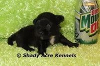 Willis, a male Shihpoo for sale in Macon, GA – 2 of 5