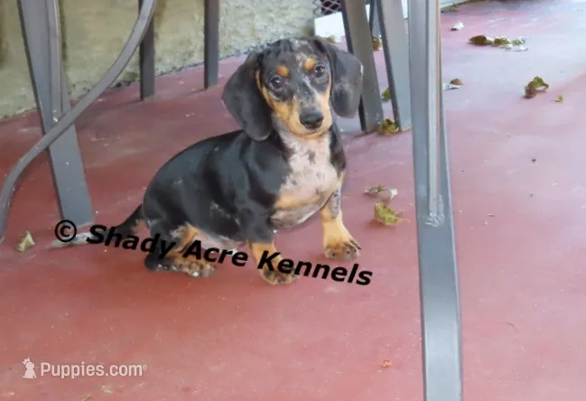 Dapple Yates – Miniature Dachshund puppy for sale in Macon, GA