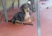 Dapple Yates-Parent pics too, a male Miniature Dachshund for sale in Macon, GA – 1 of 10