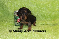 Dapple Yates, a male Miniature Dachshund for sale in Macon, GA – 10 of 10