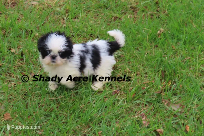 Teeny 3.5 lb Pimela – Shih Tzu puppy for sale in Macon, GA