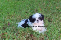 Pimela--5-6 lb grown, a female Shih Tzu for sale in Macon, GA – 3 of 8