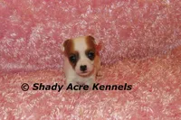 Anagi, a female Jack Russell Terrier for sale in Macon, GA – 3 of 9