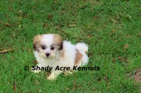 Girrett, a male Mal Shi for sale in Macon, GA – 6 of 10