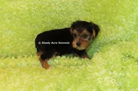AKC Buick, a male Yorkshire Terrier for sale in Macon, GA – 5 of 6