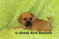 Benji, a male Puggle for sale in Macon, GA – 6 of 7