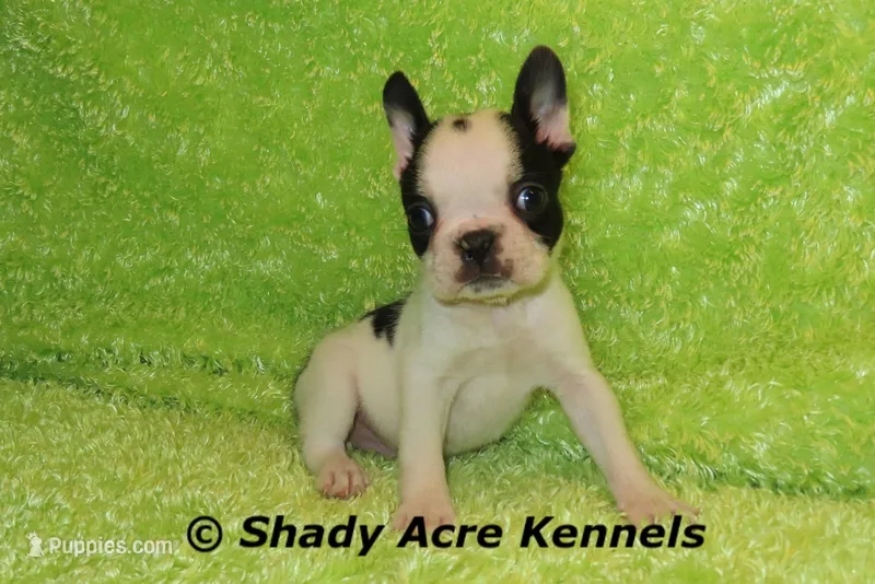 Indago--Splash with a Haggerty Spot – Boston Terrier puppy for sale in Macon, GA