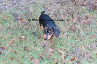 Dapple Yates-Parent pics too, a male Miniature Dachshund for sale in Macon, GA – 7 of 10